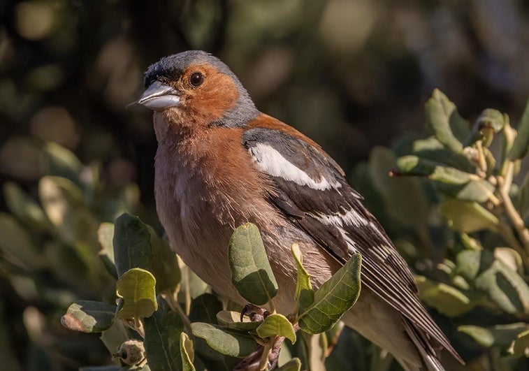 Chaffinch